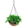 petunias hanging basket